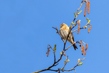 Redpoll (Acanthis flammea)