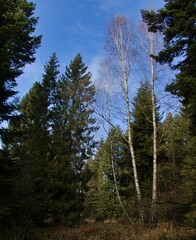 Lonely birch trees in a spruce forest. - obrazy, fototapety, plakaty