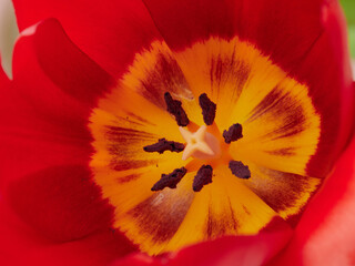 Tulip macro close up shot   