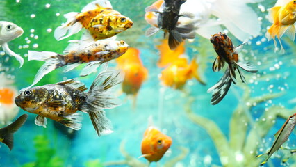 Fototapeta premium goldfish swimming in the aquarium with clear water, looks very beautiful 