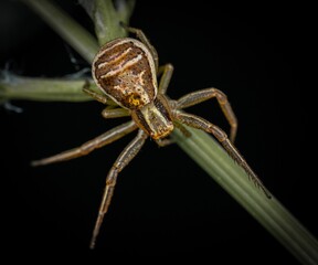 wolf spider on a leaf