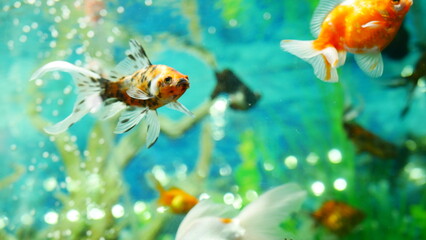 Fototapeta na wymiar goldfish swimming in the aquarium with clear water, looks very beautiful 