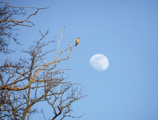 a bird on a branch against the background of the moon