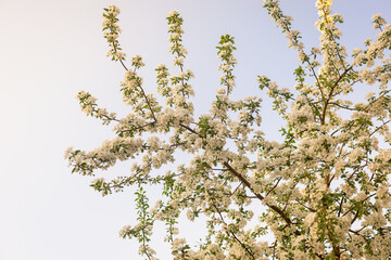 Flowers on the branches of an apple tree.
