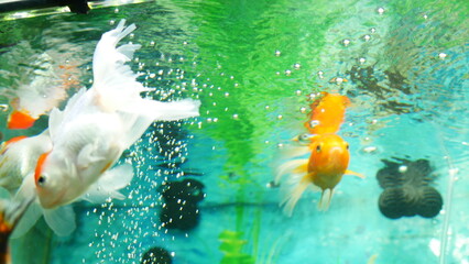 goldfish swimming in the aquarium with clear water, looks very beautiful
