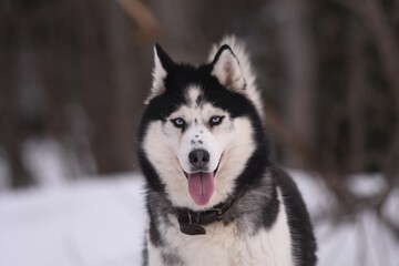 siberian husky on the snow