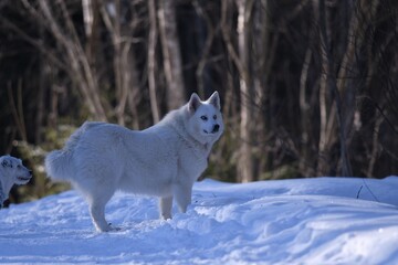 white wolf in winter forest