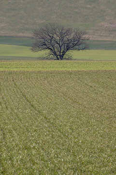 An old, bare and lonely Oak tree stands among the different shades of green of some cultivated fields.