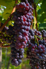 Weintrauben Reben rot