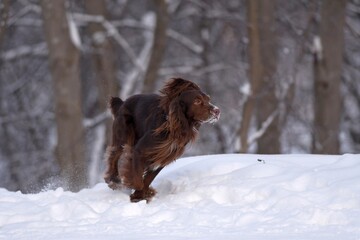 dog in winter