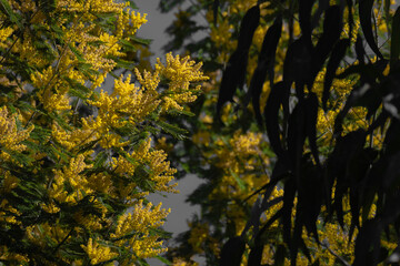 The Acacia dealbata is a very danger invasive plant, due to its colonizing potential, is a serious...
