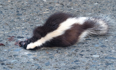 Naklejka premium Molina's hog-nosed skunk, also called the Andes skunk (Conepatus chinga), a skunk species from South America. Killed on the backroads of Patagonia, Chile