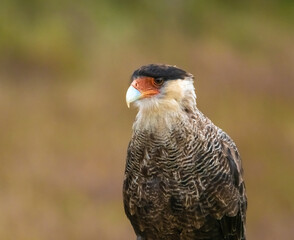 Crested caracara (Caracara plancus), a bird of prey in the family Falconidae.Patagonia, Chile