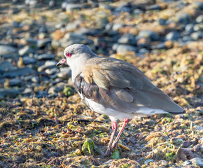 Magellanic plover (Pluvianellus socialis),a rare and unique wader found only in southernmost South America.. Puerto Natales, Magallanes, Chile