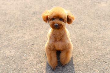 lovely puppy	