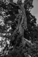 Fototapeta na wymiar 歴史のある木