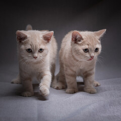 Fototapeta na wymiar A family of thoroughbred British kittens in the studio on a gray background.