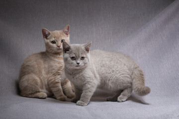 A family of thoroughbred British kittens in the studio on a gray background.