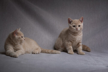 A family of thoroughbred British kittens in the studio on a gray background.