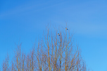 Natural background of two magpie birds on trees in sunny spring day