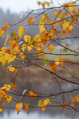 Yellowed birch leaves after rain. deep autumn 