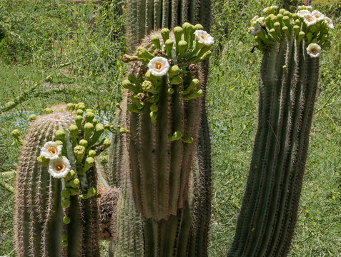 Saguaro cactus in bloom in Arizona