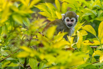 Squirrel monkey