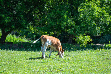 Naklejka na ściany i meble A young calf grazes in a clearing near the forest.