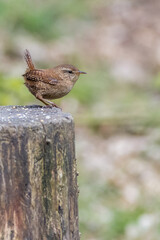 Wren (Troglodytes troglodytes)