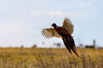 Pheasant (Phasianus colchicus)