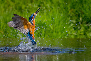 kingfisher (Alcedo atthis)