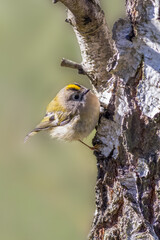 Goldcrest (Regulus regulus)