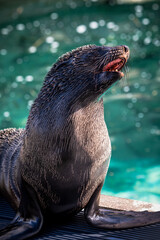 Fototapeta premium meckernder Seehund