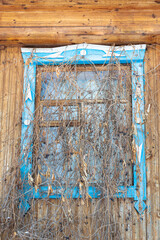The window of the old house is overgrown with dry grapes.