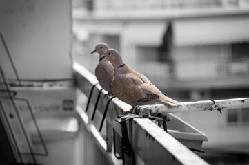 Eurasian Collared Dove on a metal fence