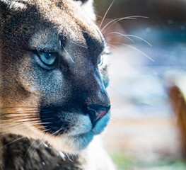 im Angesicht mit dem Puma