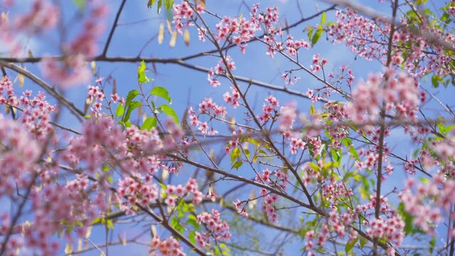 Sakura cherry flowers blossom trees of Phu Lom Lo national park, Phu Hin Rong Kla National Park, Thailand. Natural landscape background. Pink color in spring season.