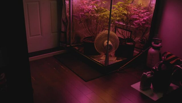 home DIY legal medical marijuana grow setup in small reflective tent with full spectrum LED lights and fan blowing wind on plants panning up revealing with digital zoom