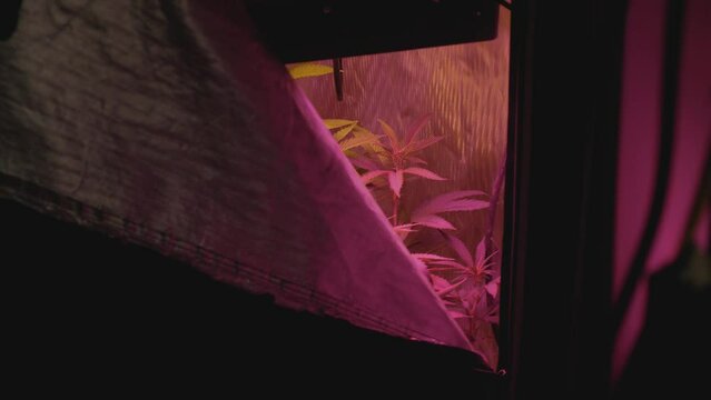 peak of discreet home DIY legal medical marijuana grow setup in small reflective tent with full spectrum LED lights and fan blowing wind on plants reversing stabilized