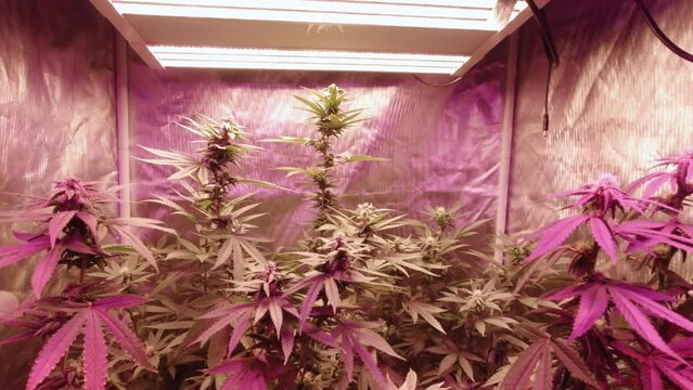 Marijuana cannabis growing under bright full spectrum LED lights in reflective grow tent ascending and panning down tracking buds swaying in wind revealing hanging ropes and light fixtures