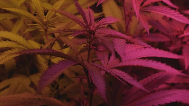 home grow marijuana cannabis blowing in wind inside home grow tent with artificial full spectrum LED lighting