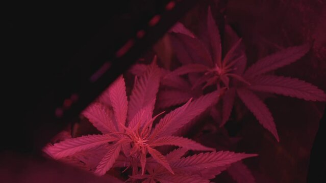 home grow marijuana cannabis blowing in wind inside home grow tent with artificial full spectrum LED lighting dark to reveal plants silhouette of lights in foreground stabilized