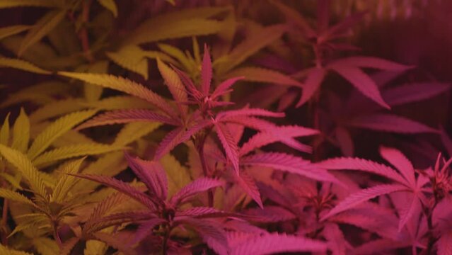 Full spectrum LED grow lights shining down on home grow medical marijuana cannabis for THC CBD cultivation plants 1 week into flower stage