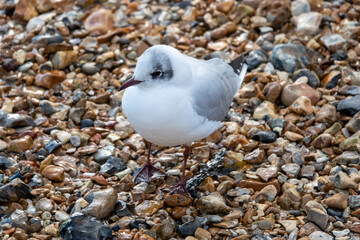 black headed gull standing on the pebbles on the seashore	