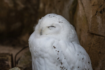 Schneeeule ohne Schnee