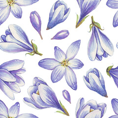 Spring flowers seamless pattern. Watercolor crocuses. Hand-painted