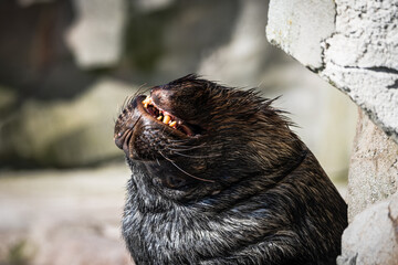 Seelöwe in der Sonne