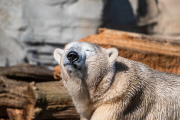 kalte B&auml;ren im milden Bremerhaven