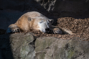 kalte Bären im milden Bremerhaven