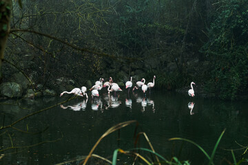 flamants rose sur l'eau dans foret sombre